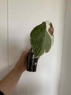 Monstera albo deliciosa #2, Huis en Inrichting, Ophalen of Verzenden