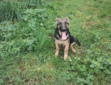 Chiots bergers allemands  disponible aux enchères