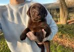 Labrador pups te koop (chocoladebruin)
