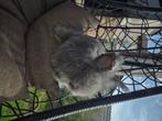 Lapin angora anglais, Dieren en Toebehoren, Konijnen, Mannelijk, Groot, 0 tot 2 jaar