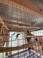 Conure pyrrhura, Dieren en Toebehoren, Ophalen