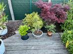 Hazelaar, Tuin en Terras, Ophalen