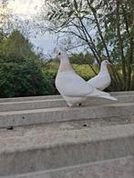 Jonge Texans, Dieren en Toebehoren, Vogels | Duiven