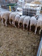charollais rammen, Dieren en Toebehoren, Mannelijk, Schaap, 0 tot 2 jaar