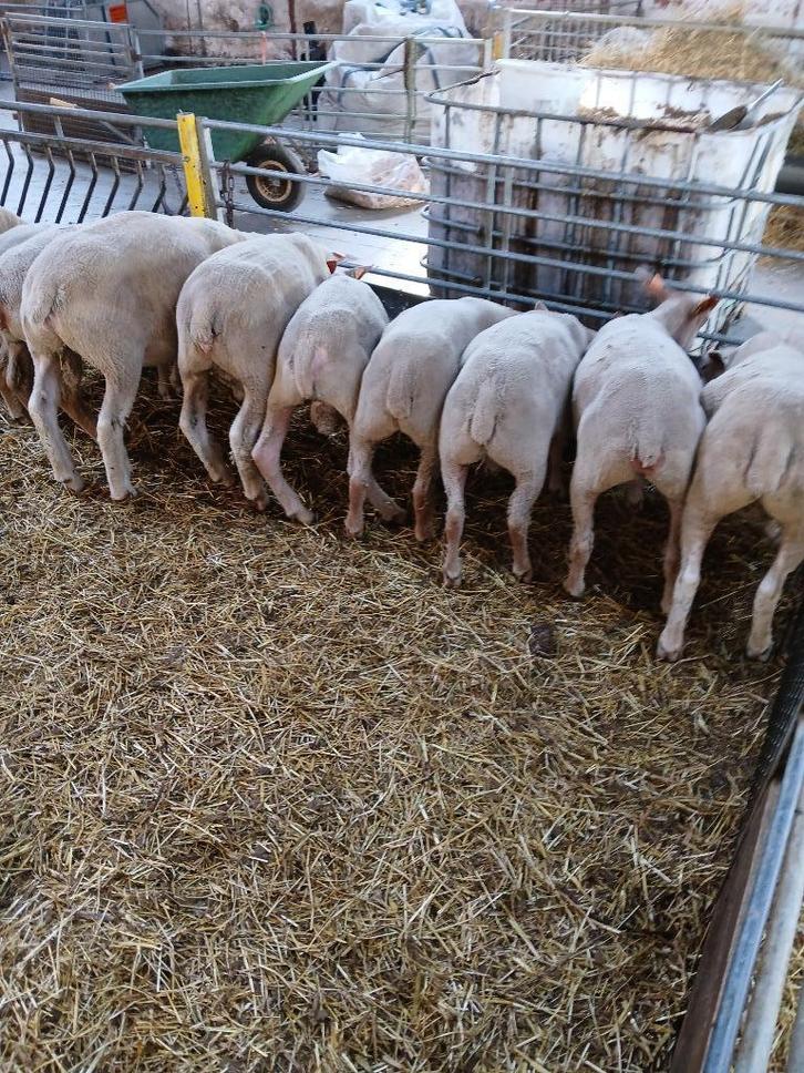 charollais rammen, Dieren en Toebehoren, Schapen, Geiten en Varkens, Schaap, Mannelijk, 0 tot 2 jaar