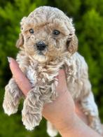 Prachtige mini labradoodle pups /  mini doodle pups, België, Particulier, Overige rassen, 8 tot 15 weken