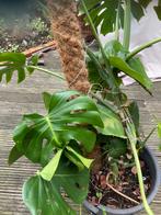 Monstera, Huis en Inrichting, Kamerplanten, Ophalen