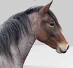 Wie wordt hier nou niet verliefd op! Look + karakter vangoud, Dieren en Toebehoren, Merrie, Minder dan 160 cm, 3 tot 6 jaar, Gechipt