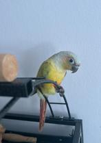 Mooncheek dilute pyrrhura, Animaux & Accessoires, Oiseaux | Perruches & Perroquets