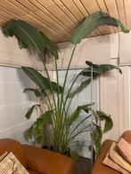 Hele grote plant Strelitzia Nicolai, Huis en Inrichting, Kamerplanten, Ophalen