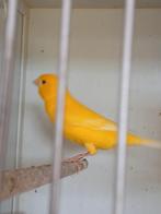 Jonge kanaries wit en geel, Dieren en Toebehoren, Vogels | Kanaries