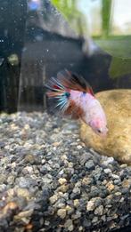 Mannelijke betta vis, Dieren en Toebehoren, Vis, Zoetwatervis