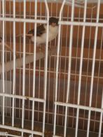 Couple arlequin près  accouplement 40 €, Animaux & Accessoires, Oiseaux | Canaris