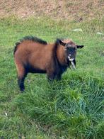 Dwerg geit bok hoornloos, Dieren en Toebehoren, Geit