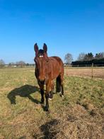 Super lief wandelpaard / weidemaatje, Dieren en Toebehoren, Paarden, Ruin