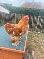 Cochin kriel, Dieren en Toebehoren, Pluimvee