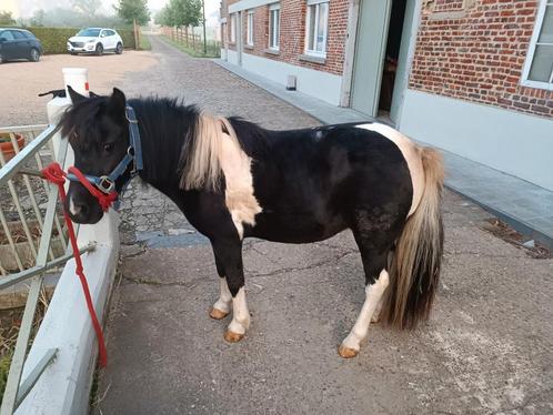 Dekhengst gezocht 1m - 1m10, Dieren en Toebehoren, Paarden en Pony's | Dekhengsten en Fokmerries, Merrie