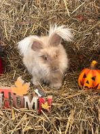 Super schattige kindvriendelijke  engelse angora
