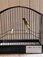 Japan hoso, Dieren en Toebehoren, Vogels | Kanaries