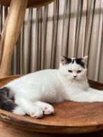 Brits korthaar - dekkater odd eye, Dieren en Toebehoren, Kater, Gechipt, 0 tot 2 jaar