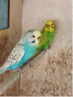 Koppel grasparkieten, Meerdere dieren, Parkiet