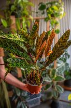 Calathea lancifolia - Rattelslang Plant - Kneusje, Huis en Inrichting, Kamerplanten, Ophalen, Overige soorten, Halfschaduw, Minder dan 100 cm