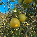 Afgevallen appels en peren te bekomen, Diversen, Levensmiddelen, Ophalen