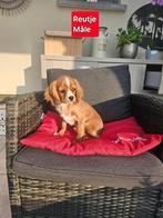 cavalier king charles pups, Dieren en Toebehoren, Honden | Retrievers, Spaniëls en Waterhonden, België, Reu, CDV (hondenziekte)