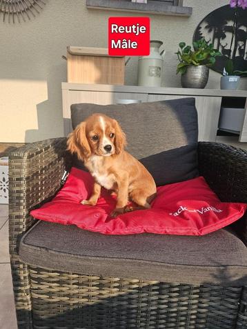 chiots Cavalier King Charles, Chien (mâle), Belgique, 8 à 15 semaines, Éleveur | Professionnel