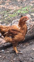 Jonge haan (15w) van Legkip, Mâle, Poule ou poulet