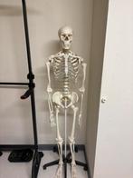 Anatomisch skelet, Diversen, Ophalen, Zo goed als nieuw