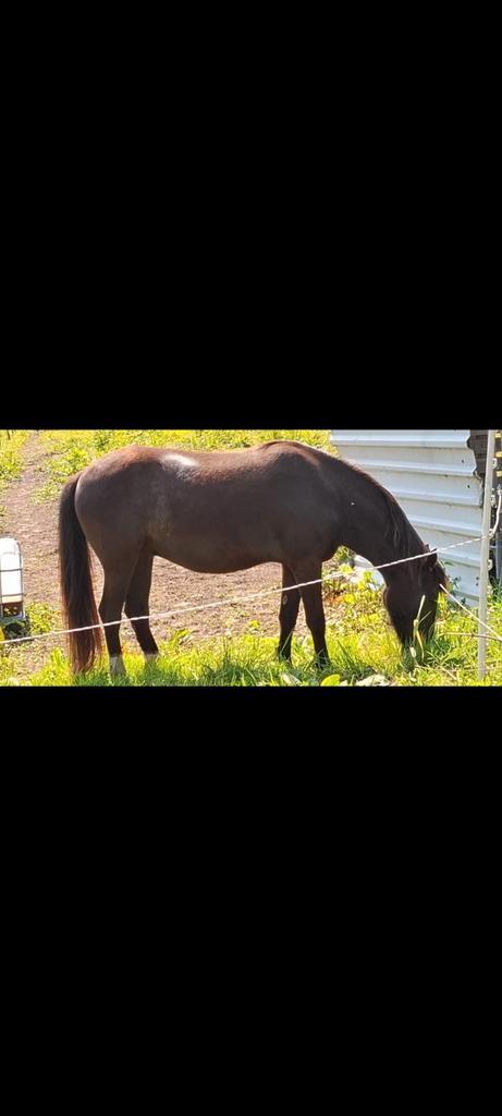 Kindvriendelijke ruin, Dieren en Toebehoren, Pony's, Ruin, Onbeleerd