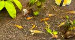Neocaridina Orange rili garnalen te koop, Dieren en Toebehoren, Vissen | Aquariumvissen