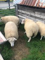 Lammeren, Dieren en Toebehoren
