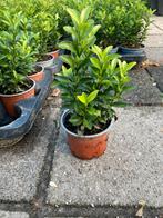 Euonymus green spire buxusvervanger, Tuin en Terras, Ophalen