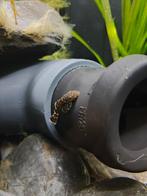 Ancistrus zwart en albino, Dieren en Toebehoren