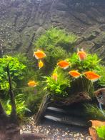 tetra’s, zeilvinvis, gourami’s, corydora’s, Dieren en Toebehoren