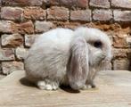 Minilop nestje (transport mogelijk), Meerdere dieren, Dwerg, Hangoor, 0 tot 2 jaar