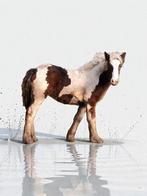 Irish cob merrie veulen, Dieren en Toebehoren