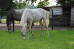 Uniek 1-jarig BWP Hengstenveulen – Eyecatcher, Dieren en Toebehoren, Paarden, Springpaard, Gechipt, 0 tot 2 jaar, Hengst