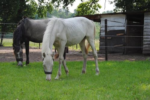 Uniek 1-jarig BWP Hengstenveulen – Eyecatcher, Dieren en Toebehoren, Paarden, Hengst, Onbeleerd, 0 tot 2 jaar, Springpaard, Met stamboom