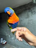 Lori van de blauw bergen, Dieren en Toebehoren, Vogels | Parkieten en Papegaaien, Mannelijk, Papegaai, Pratend