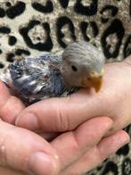 Agapornis roseicollie baby handtam, Dieren en Toebehoren