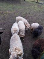 Moutons Ouessant, Plusieurs animaux, Mouton, 0 à 2 ans