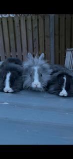 Lieve jonge leeuwenkopjes dwergkonijnen, Dieren en Toebehoren, Konijnen, Meerdere dieren, Dwerg, 0 tot 2 jaar