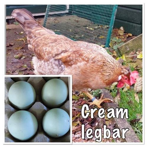 Broedeieren van de Cream Legbar, Dieren en Toebehoren, Pluimvee, Kip