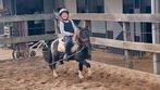 Super knappe leuke shetlanders! !, Ruin, A pony (tot 1.17m), Gechipt, 3 tot 6 jaar