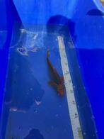 Japanse koi tosai van Marusei, Karper of Koi