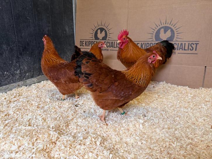 Jonge tamme New Hampshire kriel kippen - Gesekst en Ingeënt, Dieren en Toebehoren, Pluimvee, Kip, Meerdere dieren