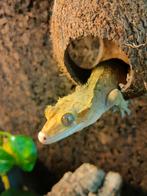 Mannelijke Wimpergecko